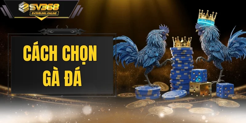 Cách Chọn Gà Đá