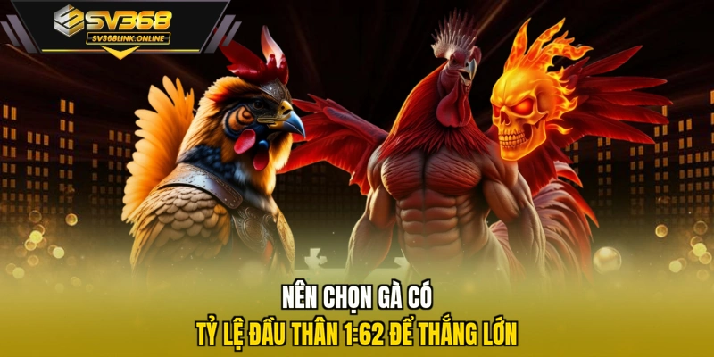 Nên chọn gà có tỷ lệ đầu thân 1:62 để thắng lớn